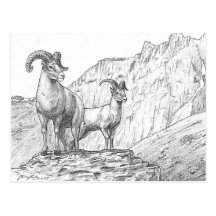 Bighorn Sheep Postcard