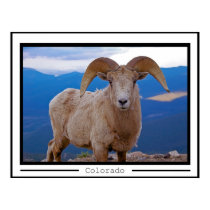 Bighorn sheep posters