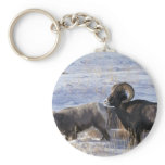 Bighorn sheep (Ram and Ewe show mating behaviour) Key Chains