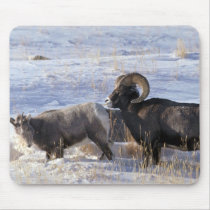 Bighorn sheep (Ram and Ewe show mating behaviour) Mouse Pad
