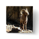 Bighorn Sheep Ram near rocks in Colorado.