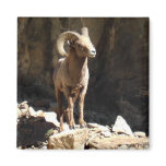 Bighorn Sheep Ram near rocks in Colorado.