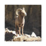 Bighorn Sheep Ram near rocks in Colorado.