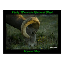 Bighorn Sheep, Trailridge Road Postcards