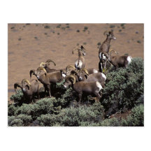 bighornspivey post cards