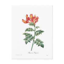 Bignonia capensis post card