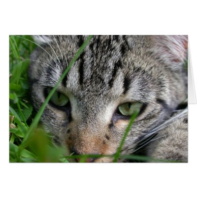 Bijou Eyes Cards by viviculture