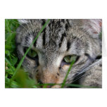 Bijou Eyes Cards