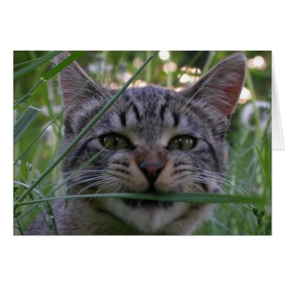 Bijou Grass Greeting Card by viviculture