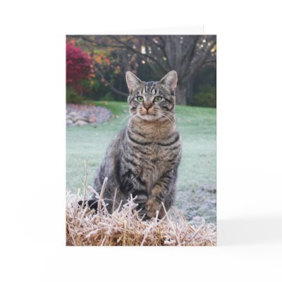 Bijou on straw greeting card by viviculture
