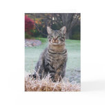 Bijou on straw greeting card