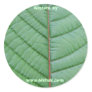 Bikhuk Kratom Sticker