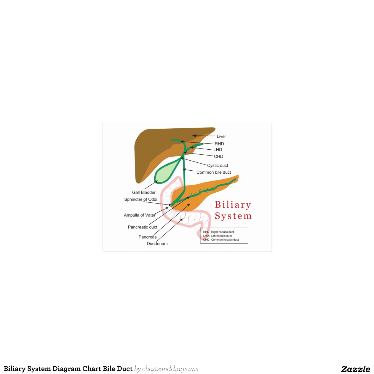 diagram of bile duct system biliary system diagram chart bile duct zazzle diagram of bile duct system biliary system diagram chart bile duct zazzle