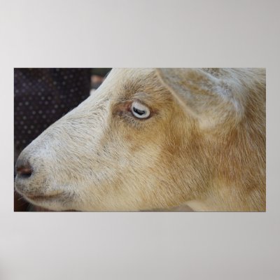 Bill E Goat Poster by lperry
