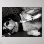Billy: Beagle Dog posters