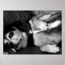 Billy: Beagle Dog