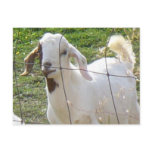 Billy Goat 2 Postcard