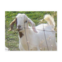 Billy Goat 2 Postcard