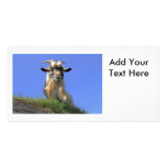 Billy Goat Photo Personalized Photo Card