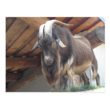 Billy Goat Post Cards