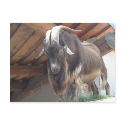 Billy Goat Post Cards by seashell2