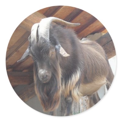 Billy Goat Round Stickers by seashell2
