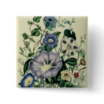 Bindweed, plate 26 from 'The Ladies buttons