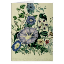 Bindweed, plate 26 from 'The Ladies Greeting Card