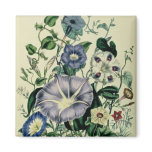 Bindweed, plate 26 from 'The Ladies magnets