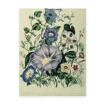 Bindweed, plate 26 from 'The Ladies postcards