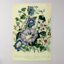 Bindweed, plate 26 from 'The Ladies Poster