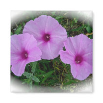 Bindweed Wildflower Series Magnet