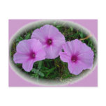Bindweed Wildflower Series postcards