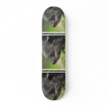 Binturong Bear Skateboard
