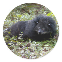 Binturong Bearcat Sticker