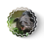 Binturong Button