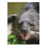 Binturong Postcard