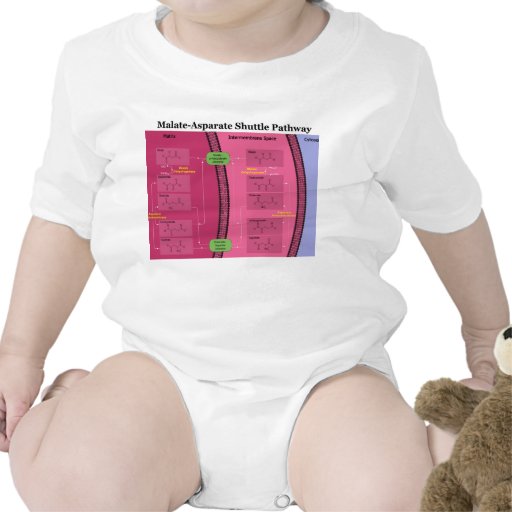 Biochemical Malate Aspartate Shuttle Diagram Tee Shirt