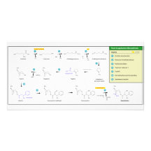 Biosynthesis of Scopolamine in Plants Photo Cards