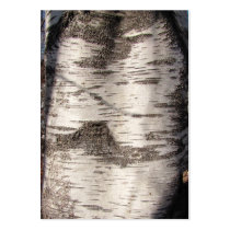 Birch Bark ~ ATC