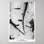 Birch Bark posters