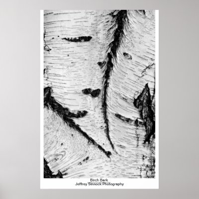 Birch Bark Print by JeffreySinnock