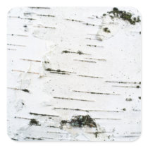 Birch bark square stickers