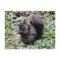 BIRCH BAY SQUIRREL POSTCARDS