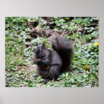 BIRCH BAY SQUIRREL POSTER