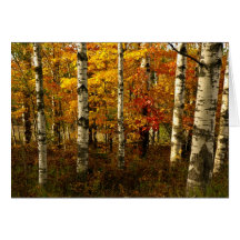 Birch Forest Greeting Card