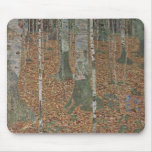 Birch Forest