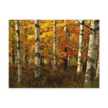 Birch Forest Postcard