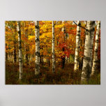 Birch Forest Poster posters