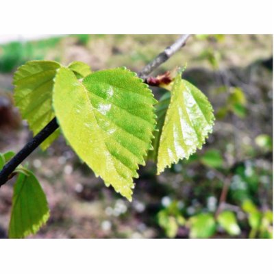 Birch Leaves Green Leaves Cut Out by lifesphere